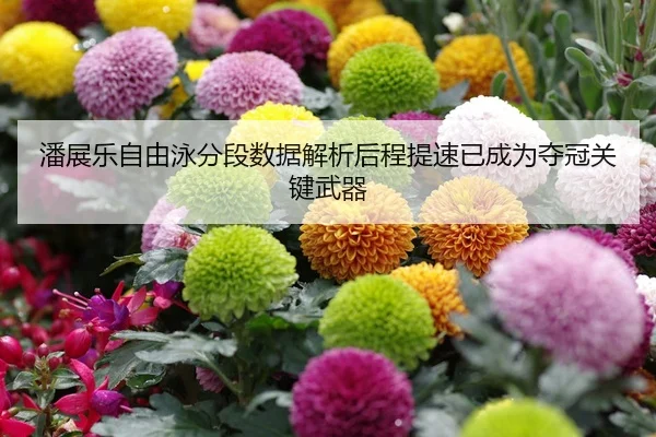 潘展乐自由泳分段数据解析后程提速已成为夺冠关键武器